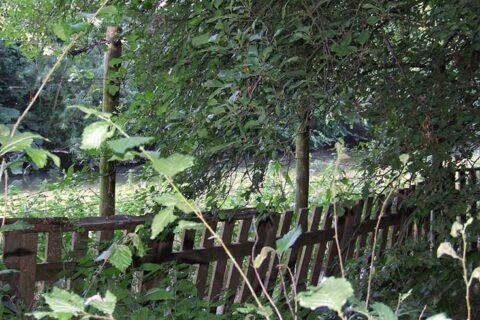 tuin